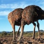 Two Ostrich With Their Heads In The Sand
